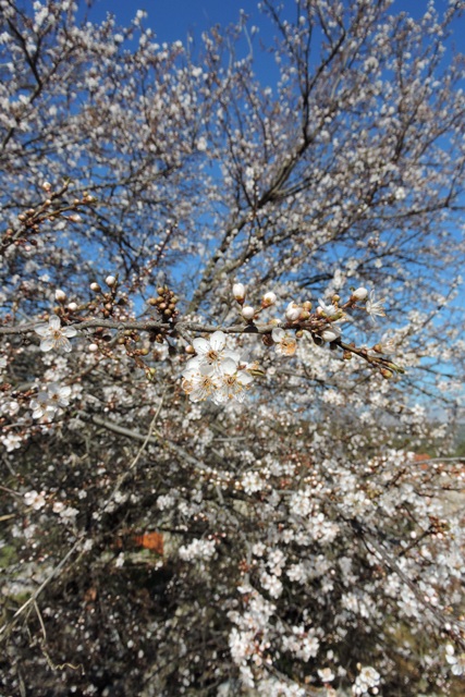 Plum blossom in closeup